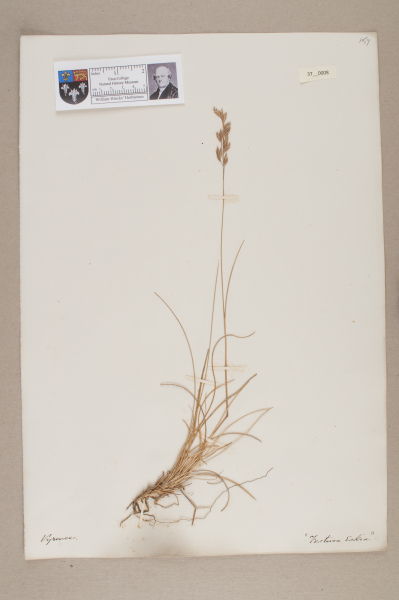 NHM_HH_37.8-2010 image NHM_HH_37.8-2010