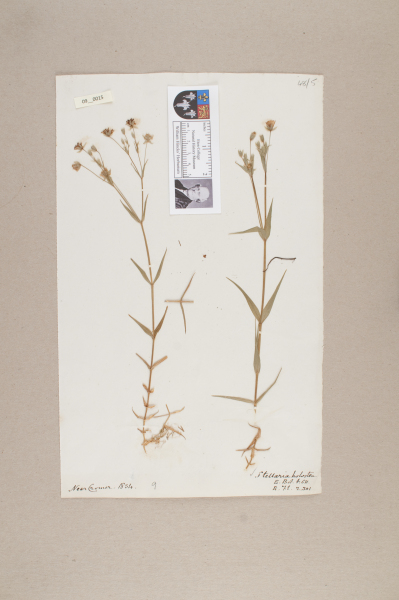 NHM_HH_9.15-2010 image NHM_HH_9.15-2010