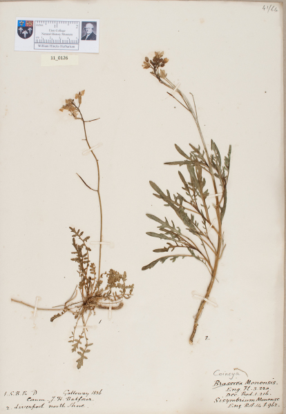 NHM_HH_11.126-2010 image NHM_HH_11.126-2010