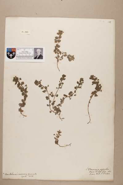 NHM_HH_25.65-2010 image NHM_HH_25.65-2010