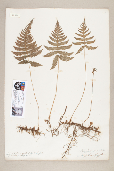 NHM_HH_4.42-2010 image NHM_HH_4.42-2010