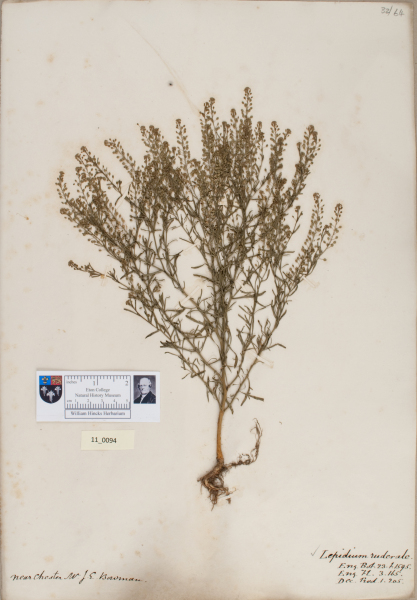 NHM_HH_11.94-2010 image NHM_HH_11.94-2010