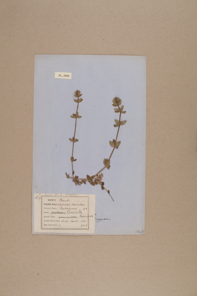 NHM_HH_26.58-2010 image NHM_HH_26.58-2010