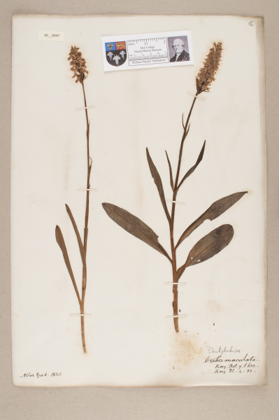 NHM_HH_40.47-2010 image NHM_HH_40.47-2010