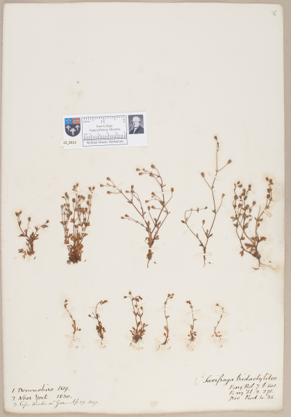 NHM_HH_13.13-2010 image NHM_HH_13.13-2010