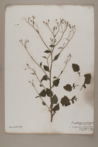 NHM_HH_28.30-2010 image NHM_HH_28.30-2010