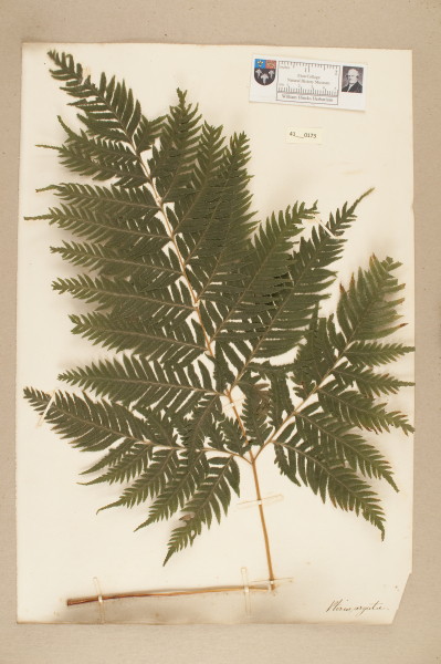 image NHM_HH_41.173-2010