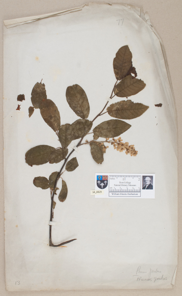 NHM_HH_14.23-2010 image NHM_HH_14.23-2010