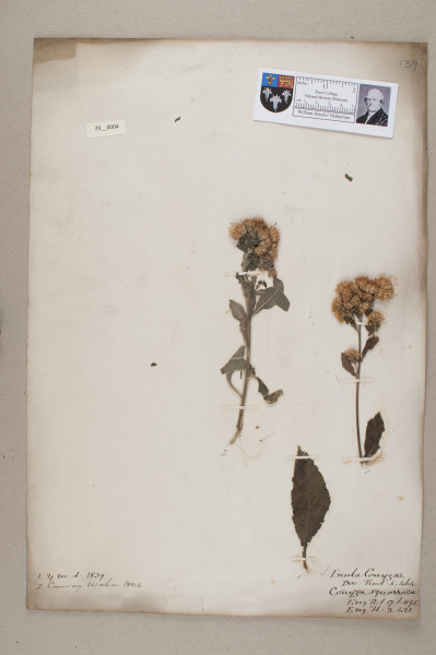 NHM_HH_29.4-2010 image NHM_HH_29.4-2010