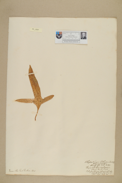 NHM_HH_42.107-2010 image NHM_HH_42.107-2010