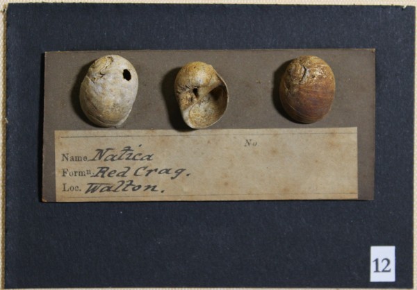 NHM-FT.12__-2016 image NHM-FT.12__-2016