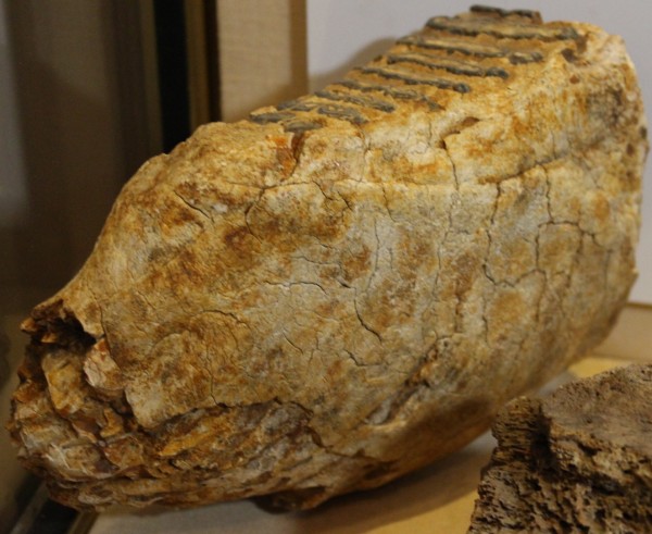 NHM.190-2016-A image NHM.190-2016-A