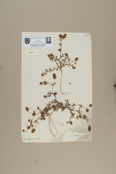 NHM_HH_16.13-2010 image NHM_HH_16.13-2010