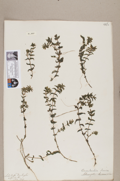 NHM_HH_30.37-2010 image NHM_HH_30.37-2010