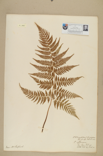 image NHM_HH_42.5-2010