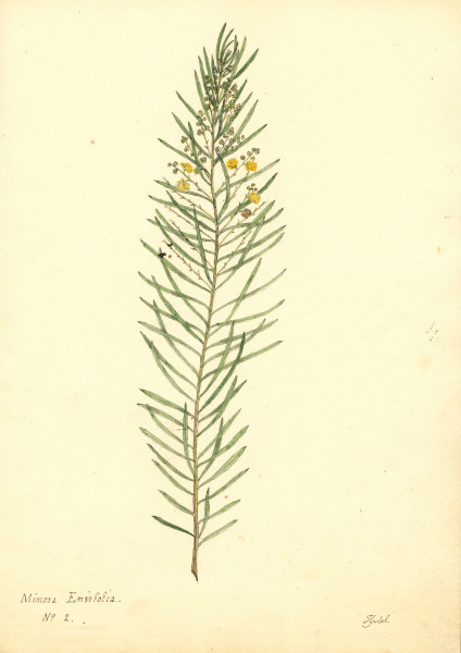 NHM-HH.4-2014 image NHM-HH.4-2014