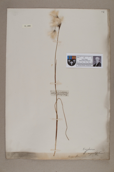 NHM_HH_32.5-2010 image NHM_HH_32.5-2010