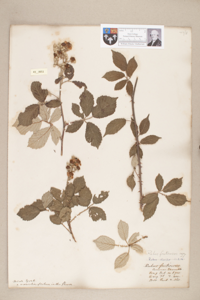 NHM_HH_43.51-2010 image NHM_HH_43.51-2010