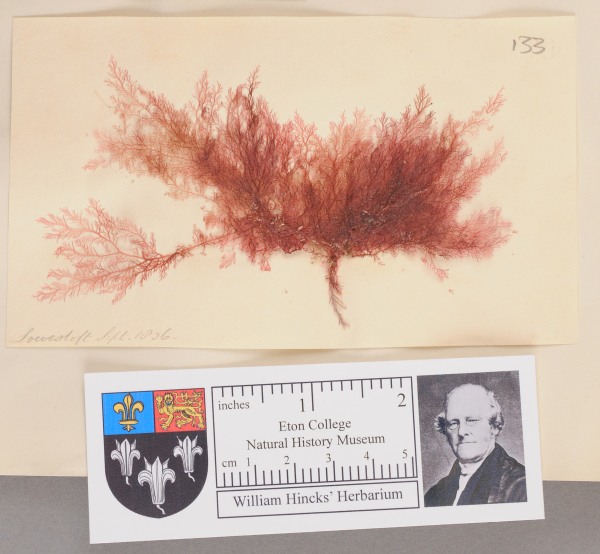 NHM_HH_1.133-2010 image NHM_HH_1.133-2010