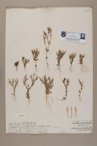 NHM_HH_19.65-2010 image NHM_HH_19.65-2010