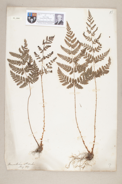 NHM_HH_5.45-2010 image NHM_HH_5.45-2010