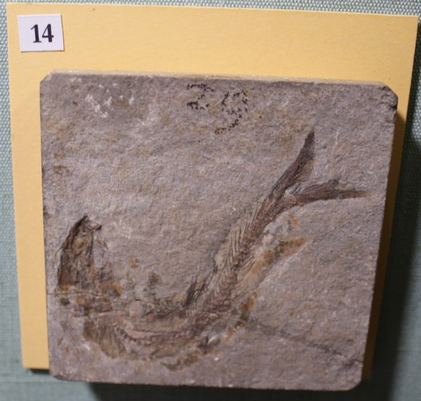 NHM.475-2017 image NHM.475-2017