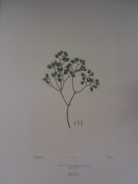 image FDA-E.2916_5_19-2016