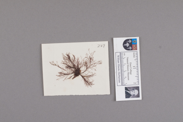 NHM_HH_1.227-2010 image NHM_HH_1.227-2010