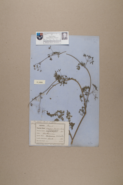 NHM_HH_21.20-2010 image NHM_HH_21.20-2010