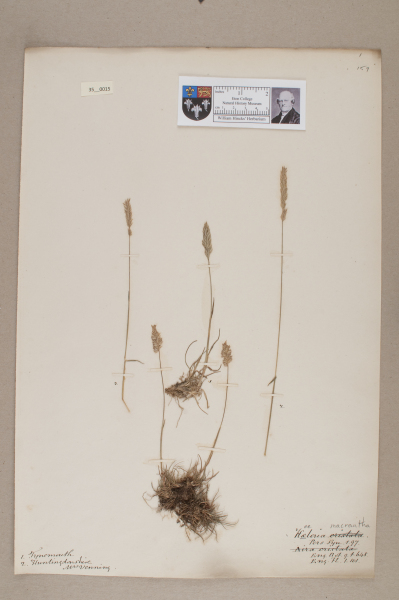 NHM_HH_35.15-2010 image NHM_HH_35.15-2010