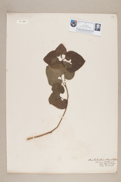 NHM_HH_7.2-2010 image NHM_HH_7.2-2010