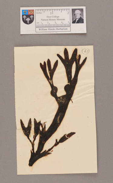 NHM_HH_1.42-2010 image NHM_HH_1.42-2010