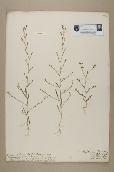 NHM_HH_22.6-2010 image NHM_HH_22.6-2010