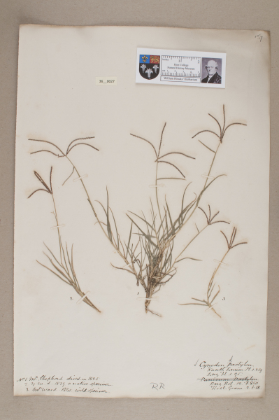 NHM_HH_36.27-2010 image NHM_HH_36.27-2010