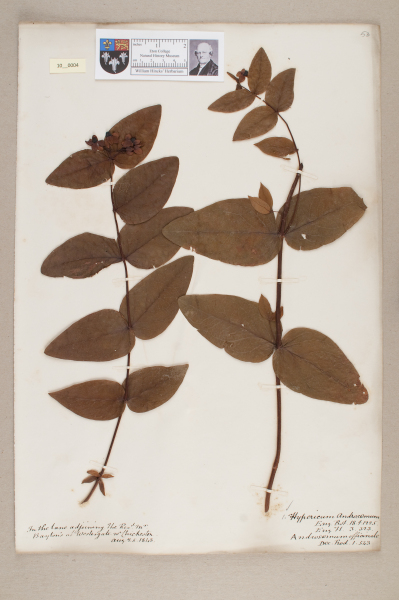 NHM_HH_10.4-2010 image NHM_HH_10.4-2010