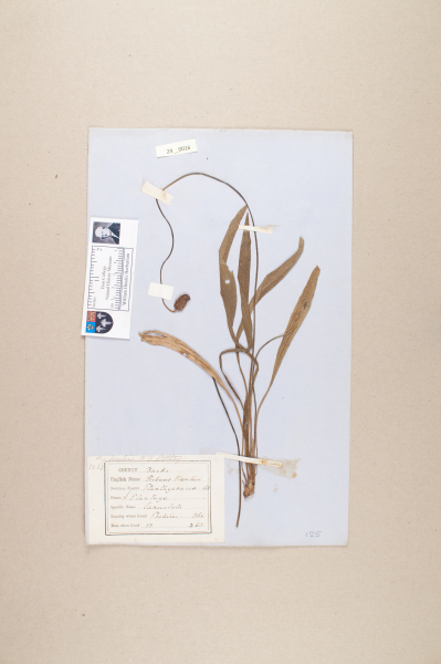 NHM_HH_24.16-2010 image NHM_HH_24.16-2010