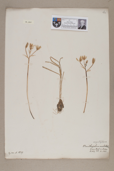 NHM_HH_38.17-2010 image NHM_HH_38.17-2010