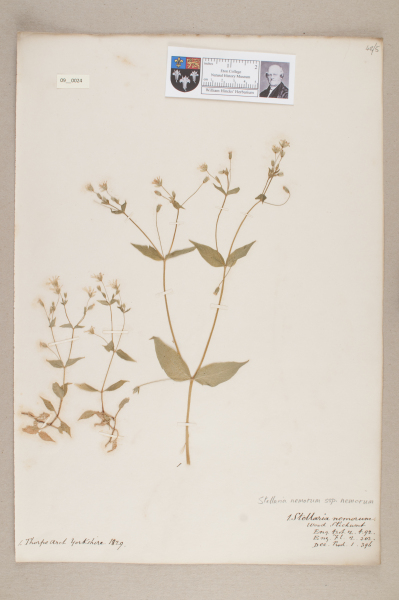 NHM_HH_9.24-2010 image NHM_HH_9.24-2010