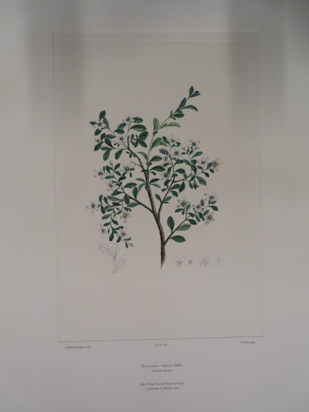 image FDA-E.2916_32_17-2016-A