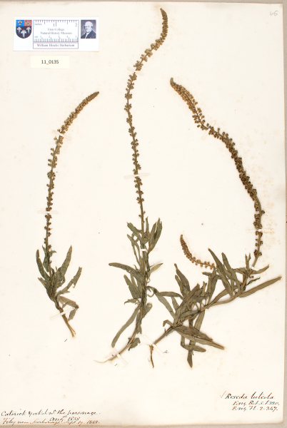 NHM_HH_11.135-2010 image NHM_HH_11.135-2010