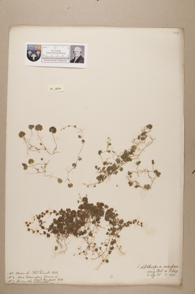 NHM_HH_25.74-2010 image NHM_HH_25.74-2010