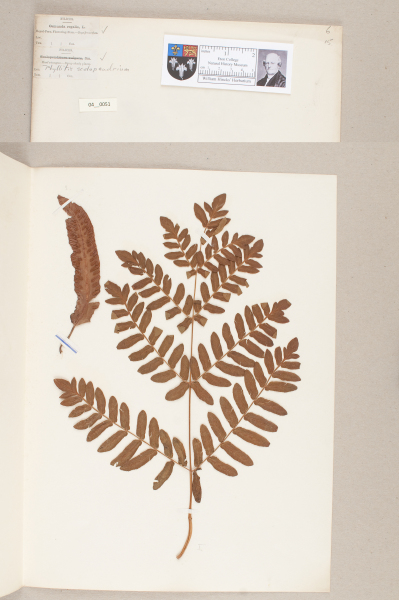 NHM_HH_4.51-2010 image NHM_HH_4.51-2010