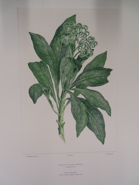 FDA-E.2916_29_21-2016-A image FDA-E.2916_29_21-2016-A