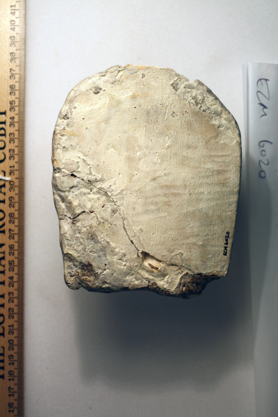 ECM.6020-2017-B image ECM.6020-2017-B