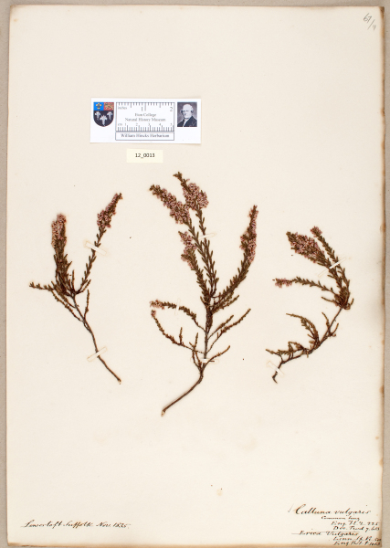 NHM_HH_12.13-2010 image NHM_HH_12.13-2010