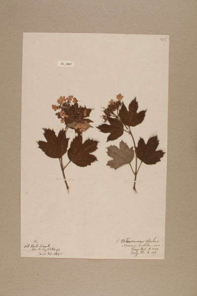 image NHM_HH_26.67-2010