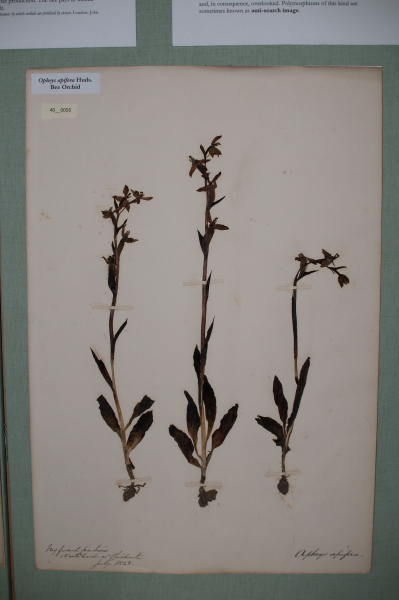 NHM_HH_40.56-2010 image NHM_HH_40.56-2010