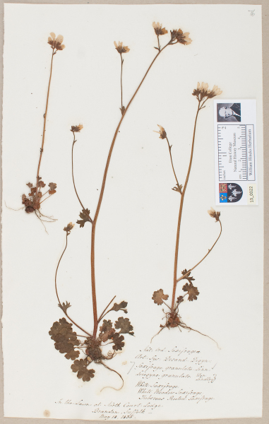 NHM_HH_13.22-2010 image NHM_HH_13.22-2010