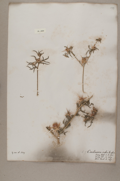 NHM_HH_28.4-2010 image NHM_HH_28.4-2010