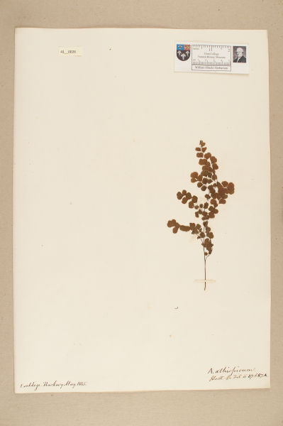 NHM_HH_41.26-2010 image NHM_HH_41.26-2010